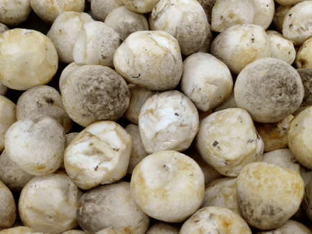 A photo of fresh straw mushroom ( Volvariella volvacea ) backgroundの写真素材