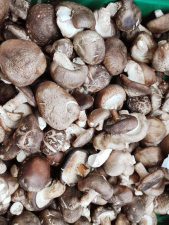 Fresh shiitake mushroom ( Dried Chinese mushroom ) in a basket as backgroundの写真素材