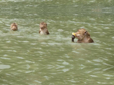 Long-tailed macaque or Crab-eating macaque monkeys ( Macaca fascicularis, Cercopithecidae ) swimming and eating cornの写真素材