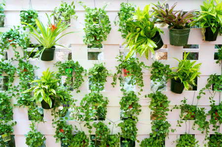 Vertical garden on white wood lath wall texture backgroundの写真素材