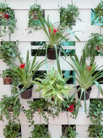 vertical garden on rock white wood lath wall texture backgroundの写真素材