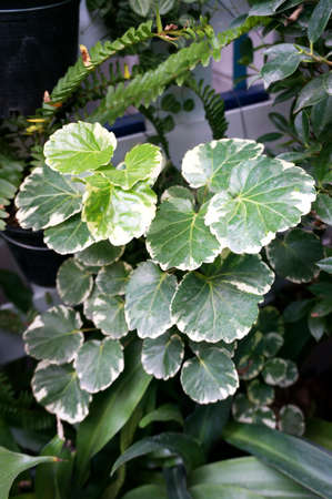Photo of colorful ariegated Balfour aralia ( Polyscias sp ) leavesの写真素材