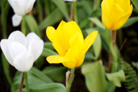 background of group of white and yellow tulips flowers field and green leaves, Close up