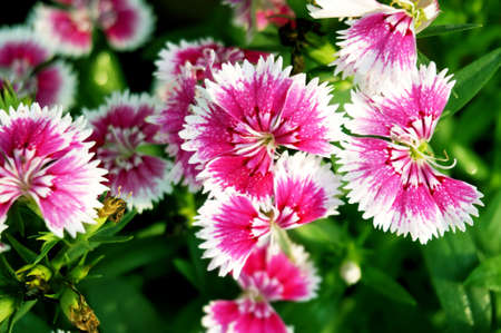 Pink Dianthus flower (Dianthus chinensis) or Rainbow Pink. Nature of colorful flowers in tropical natural fieldの写真素材