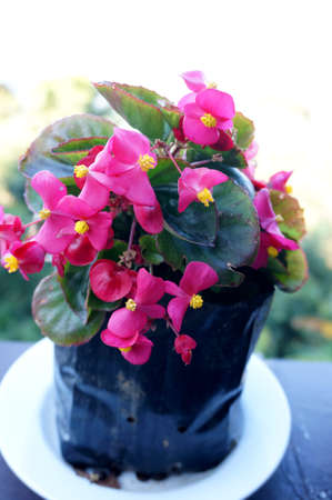 Photo of pink Begonia flower ( Begonia spp )and green leaves, Close upの写真素材