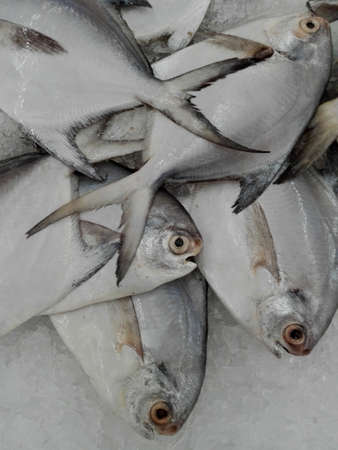 Fresh raw White pomfret or Silver pomfret fishes ( Pampus argenteus, P. argenteus ) on ice for sale in the fresh marketの写真素材
