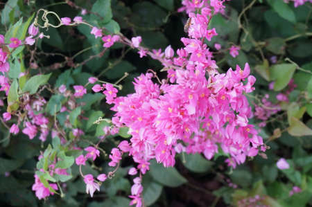 Photo of Mexican Creeper, Bee Bush, Bride's tears, Coral Vine, Chain of Love, Confederate Vine, Rose Pink Vine ( Antigonon leptopus ) and green leaves, Close upの写真素材