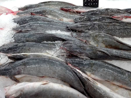 Pieces of fresh Walking Catfish fish ( Clariidae ) on ice for sale in fresh wet marketの写真素材