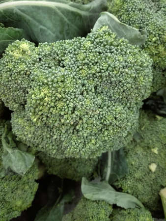 Close up of photo of very fresh colorful broccoli background in  a marketの写真素材