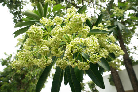 Photo of Blackboard Tree, Devil Tree, Pali-mari flowers ( Alstonia scholaris ) and green leaves, Close upの写真素材
