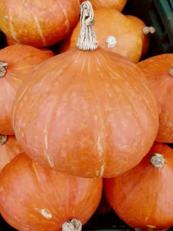 Close up of photo of assortment of very fresh pumpkins on bamboo tableの写真素材