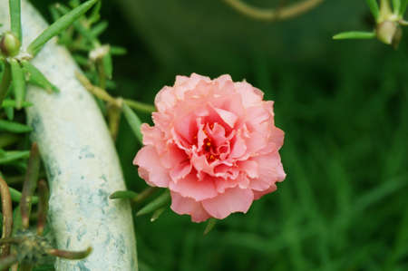 Photo of blooming pink Portulaca, Moss Rose, Sun Plant, Sun Rose flowers ( Portulaca grandiflora )and green leaves in a garden, Close upの写真素材