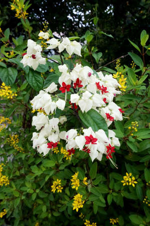 Photo of bagflower flowers ( Clerodendrum thomsoniae )and their leaves, Close upの写真素材