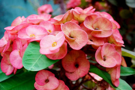 A photo of pink Crown of thorns flowers, close up, outdoorの写真素材