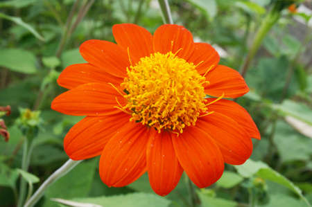 A photo of Red sunflower or Mexican sunflower ( Tithonia rotundifolia ), Close upの写真素材