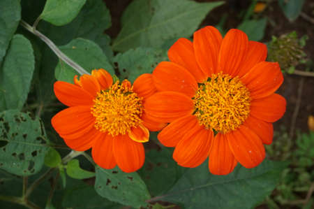 A photo of Red sunflower or Mexican sunflower ( Tithonia rotundifolia ), Close upの写真素材