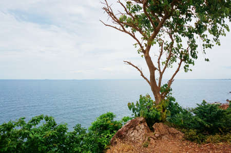 Trees growing in the rocky coast of the sea at Chao Lao Beach, Chanthaburi, Thailand                               の写真素材