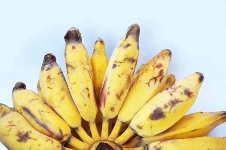 A bunch of ripe Silver Bluggoe banana ( Musa ABB group ) isolated on white backgroundの写真素材