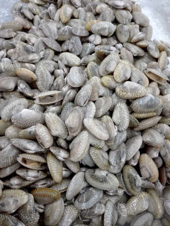 Background of fresh raw Surf clam, Short necked clam, Carpet clam, Venus shell, Baby clam ( Paphia undulata ) on ice for sale in the fresh marketの写真素材