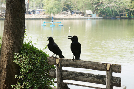 A photo of two crow on the bench in front of the pool in the park in the sunny day in natural...
