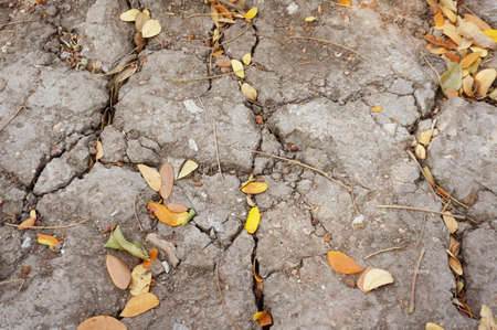 A photo of cracked ground and dry leaves texture and background in nature, close upの写真素材