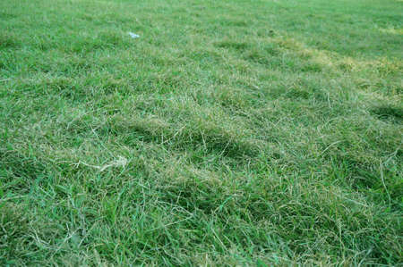 A photo of green grass texture and background, close upの写真素材