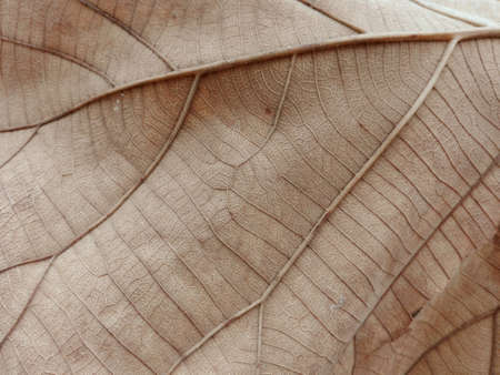 A photo of detail of foliage line art pattern on dry leaf texture background, close upの写真素材