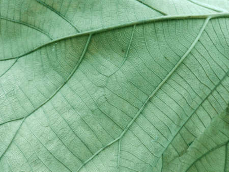 A photo of detail of foliage line art pattern on green leaf texture background, close upの写真素材