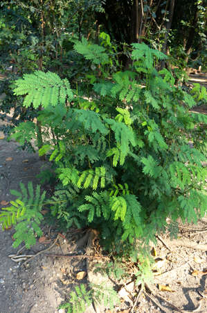 A photo of small White Popinac tree [ Leucaena leucocephala ], close upの写真素材
