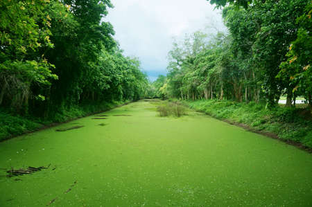 A photo of landscape of the green canal covered by mosquito fern at the green forest at Si Satchanalai Historical Park, Sukhothai, Thailandの写真素材
