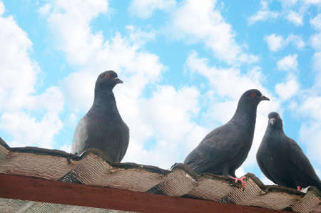 A photo of doves, pigeons standing at the rooftop under the blue skyの写真素材