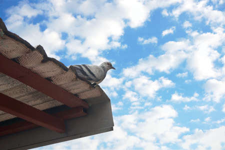 A photo of dove, a pigeon standing at the rooftop under the blue skyの写真素材
