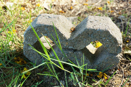 A photo of cement gray block paving on ground cover with grass in the parkの写真素材