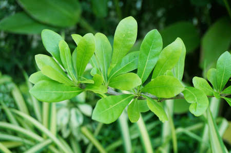 A photo of green leaves in natureの写真素材