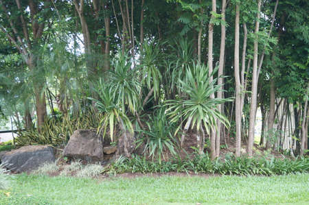 A photo of garden corner in the park at Khuean Srinagarindra National Park, Kanchanaburi, Thailandの写真素材