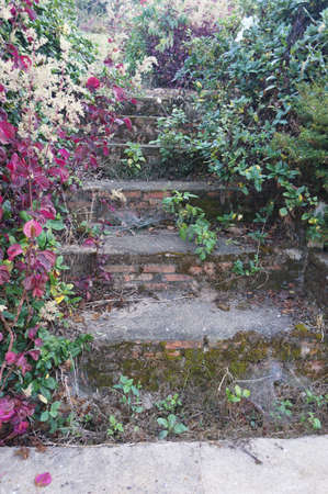 A photo of landscape of old stone stairs cover with tree, leaves and flower, at a village of Mount Pha Tang, northern of Thailand, outdoorの写真素材