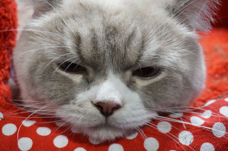 Close up of photo of sleepy cat faceの写真素材