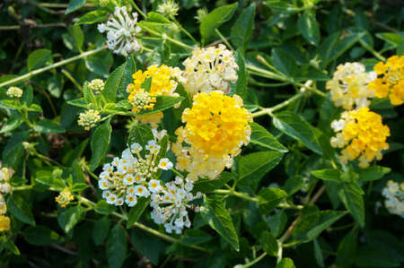 Photo of yellow Lantana flowers ( Lantana camara L )and green leaves, Close upの写真素材