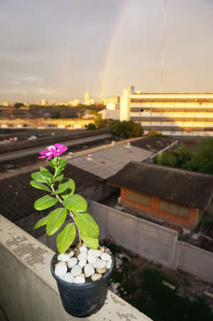 Photo of purple Vinca flowers ( Catharanthus roseus ) and green leaves on balcony of an old building in a city under the evening sky and rainbow, Bangkok, Thailandの写真素材