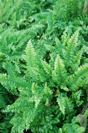 A photo of colorful green Asplenium antiquum boston ferns leaves ( Nephrolepis exaltata ) texture and backgroundの写真素材