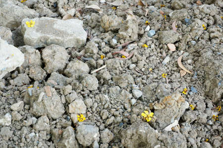 A photo of soil texture and background in nature, close upの写真素材