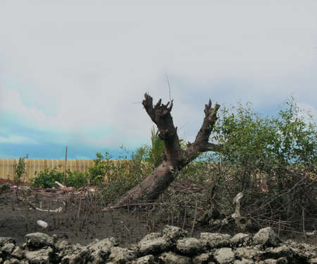 A photo of old tree stumps in natural under the blue sky background in the sunny day at a river bank of Klong Khone Mangrove Forest, Thailandの写真素材