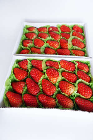 Close up of photo of very fresh harvested strawberries in boxes isolated on white backgroundの写真素材