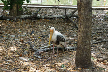 A photo of Milky Stork (Mycteria cinerea) birds: white plumaged stork species found in coastal mangroves of Southeast  Asiaの写真素材