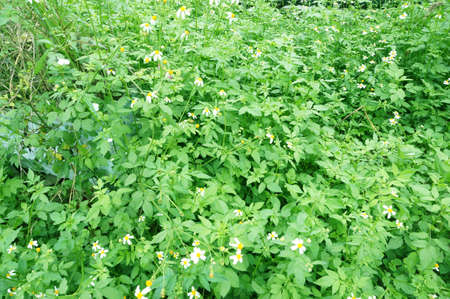 A photo of Spanish needle or Broom stick ( Bidens pilosa L. ) weed flowers backgroundの写真素材