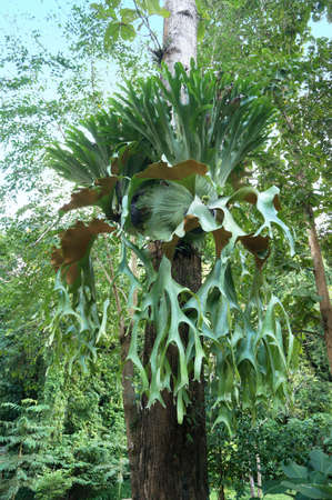 A photo of a beautiful parasite plant tree names Holttum?s Staghorn-fern ( Platycerium holttumii Joncheere & Hennipman ) at tropical forestの写真素材