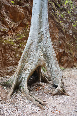 A photo of tree trunk with root at walkway of Hellfire pass, Kanchanaburi, Thailandの写真素材
