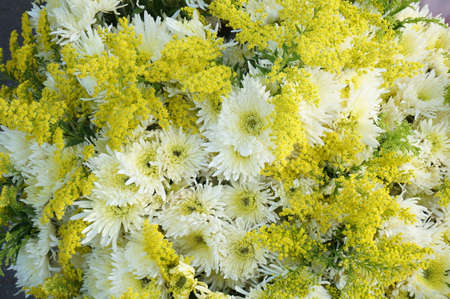 A photo of Background of blossom yellow and white Chrysarthemum flowers bouquet, Close upの写真素材