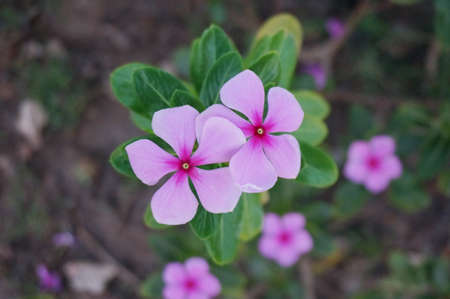 Photo of purple Vinca flowers ( Catharanthus roseus ) background and green leaves in a garden, Close upの写真素材