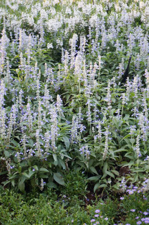 Photo of white Angelonia flowers ( Angelonia goyazensis Benth ) and green leaves in a garden, Close upの写真素材